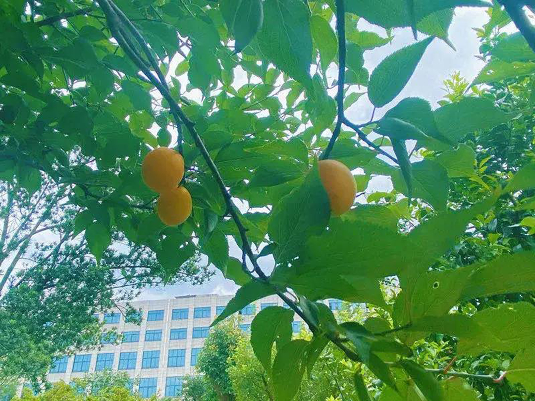 風景這邊獨好!東大環(huán)境美景一覽,請查收